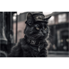 Cat Black3
