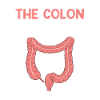 Colon Whisperer, Endoscopy Gastroenterology