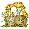 Chat