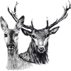 Deer and doe