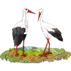 Storks