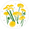 Dandelion Spring Starry Sky