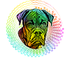 Boxer Retro