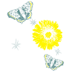 Flowers Chrysanthemums Butterflies Summer