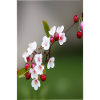 Cherries