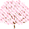 Cherry blossom in spring