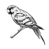 Budgerigar Bird Bird Propriétaire Cockatiel