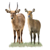 Waterbuck Pair - Antelope - Wildlife - Africa