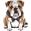 Bulldog francese