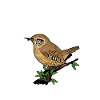 Elämä on parempaa Wrens Birds Birdingin kanssa