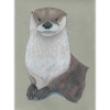 230324 Otter 3