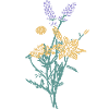 Bouquet of herbs