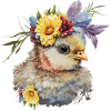 Poussin mignon