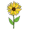 Sonnenblume