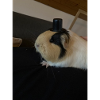 Nelli