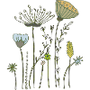 dried flowers flower meadow