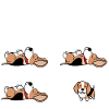 Hund Beagle