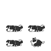 Hund Border Collie