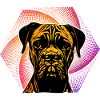 Boxer