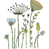 Fleurs séchées