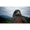 Golden eagle on mountainous landscape