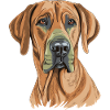 Rhodesian Ridgeback
