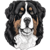 Bernese Mountain Dog