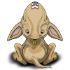 Fawn Bullterrier