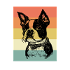 Boston Terrier