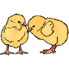 Two cute chicks