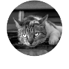 All cats are beautiful