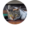 All cats are beautiful