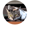 All cats are beautiful