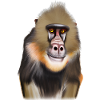 Mandrill Monkey