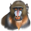 Mandrill Monkey