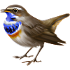 Bluethroat Bird