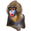 Mandrill Affe