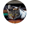 All cats are beautiful