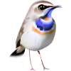 Oiseau gorge bleue