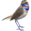 Bluethroat Bird