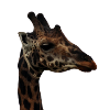 Porträt einer Giraffe
