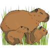 Capybara Family