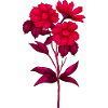 Fleuriste Fleur Plante Nature Jardinier