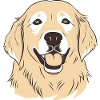 Golden Retrievers