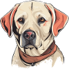 Labrador