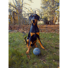 Lets Play Ball