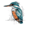 schöner Eisvogel