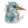Kingfisher close