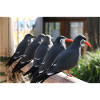 Bird talk