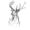 cerf noir